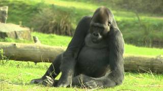 Gorilla Safaripark Beekse Bergen [upl. by Achilles]