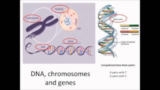 DNA chromosomes and genes [upl. by Rhianon]