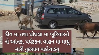 દીવ મા તથા ઘોઘલા મા ખૂટિયાઓ નો આંતક પર્યટકના વાહન મા માથુ મારી નુકસાન પહોચાડ્યુ હતુ diunews [upl. by Denton]