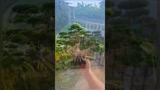 Bonsai 🌳 video search bonsai love new update [upl. by Ahsaeym863]