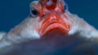 Red Lipped Batfish [upl. by Petrine]