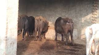 Friesian Cow ki Video Australia Cow ki Video and Buffalo ki video [upl. by Winson569]