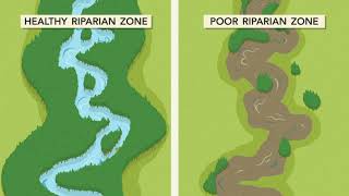 Welcome to the Riparian Zone [upl. by Sac]