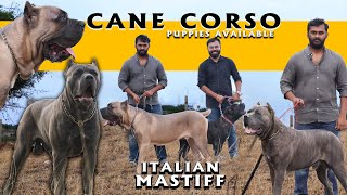 Cane Corso Mastiff Dog Breed  Puppies Available  Italian Mastiff  Rare and Exotic [upl. by Ayala372]