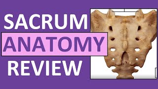 Sacrum Anatomy  Sacral Promontory Cornua Hiatus Ala Apex Canal [upl. by Misty716]