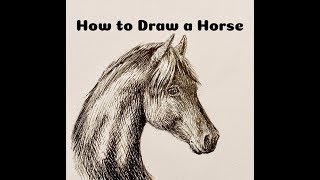 How to Draw a Horse  Ink Cross Hatching Time Lapse Video [upl. by Myranda]