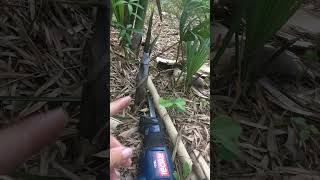 Manage Bamboo by Cutting Stalks [upl. by Ara]