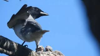 Cuckooshrike feeding chick insect [upl. by Elmira562]