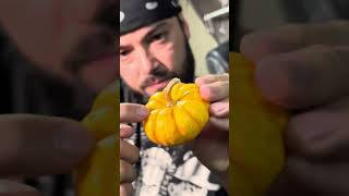 Tepache de Calabaza 🎃 fermentación salvaje [upl. by Hulbert882]