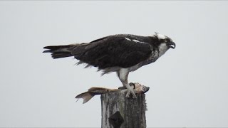 Le repas du balbuzard pêcheur  Nikon Coolpix P900 Zoom [upl. by Yvor]