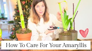 How To Care For Your Amaryllis  Basics For Beginners [upl. by Block521]