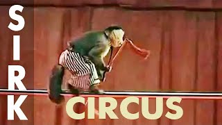 Funny monkeys in circus sirk [upl. by Ettevahs390]