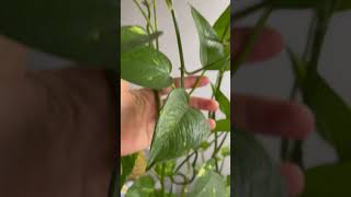 How To Take Care Of Your Pothos [upl. by Nylesor]