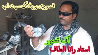 kasuri breeding set up Rana kasuri pigeon [upl. by Aerdma978]