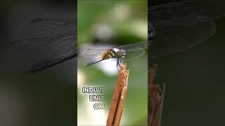 Dragonflies Have a 360 Degree View of the World and Its MINDBLOWING [upl. by Eatton]