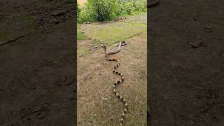 cobra amp krait snake love in the jungle youtubeshorts [upl. by Shaylyn]