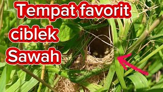 TIPS MENCARI SARANG BURUNG CIBLEK SAWAH [upl. by Seda]