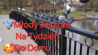 Młody Z Moim Znacznikiem Ponownie W Domu🥰🕊🐦🕊🕊🕊🕊🕊🕊🕊ewak7702 [upl. by Wolsky]