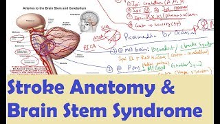 Neurology 02 Stroke Anatomy amp Brainstem Syndrome [upl. by Teuton]