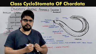 Phylum Chordata Class Cyclostomata [upl. by Mallis]