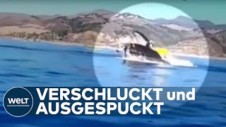 SCHOCK BEIM WHALE WATCHING Buckelwal verschluckt Kajakfahrerinnen [upl. by Desimone470]