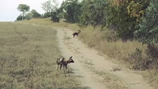 Wild dogs Hunting Waterbuck wildlife animals shortvideo shorts [upl. by Brote291]