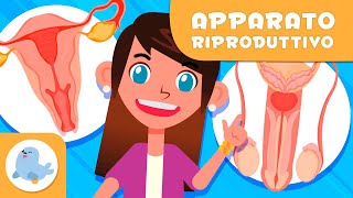 APPARATO RIPRODUTTIVO FEMMINILE E MASCHILE 👧👦 Scienza per bambini [upl. by Nimsaj]