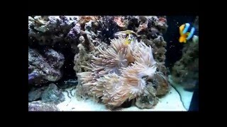 Boyu TL550 Marine aquarium  2 months old [upl. by Sundstrom]