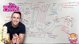 Hypothalamic Pituitary Hormones [upl. by Ellissa]