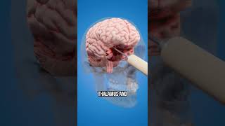 How a Lobotomy Works shorts facts funfacts science secret animation fyp viral education [upl. by Erasme834]