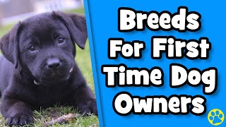 11 Best Dog Breeds For First Time Dog Owners [upl. by Cranford]