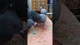 Video of Pigeons Feeding and fighting birds vogele vogelgeluiden pigeons meme [upl. by Aihsemak523]