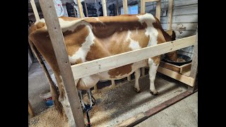 FIRST FEW DAYS WITH COWS Building a stanchion Figuring out the feed Milking Farmhouse cooking [upl. by Zsolway]