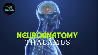 Neuroanatomy Made Simple  The Thalamus  TutorMed Class  GMDC Exam [upl. by Adnofal]