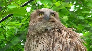 シマフクロウの「ロック」  Blakistons fish owl [upl. by Binny]