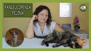 PANLEUCOPENIA FELINA O ENTERITIS INFECCIOSA  FPV  TRATAMIENTO SÍNTOMAS PREVENCIÓN Y DIAGNÓSTICO [upl. by Airrej]