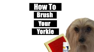 How To Brush Your Yorkie [upl. by Cailly]