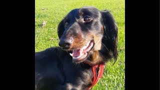 Chips first walk  7 Dogs  Crighton Pet Services is live [upl. by Xonel454]