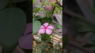 Mesmerizing Bloom Flower Blooms in My Varanda Garden 🌸 youtubeshorts shortvideo gardening [upl. by Dressler]