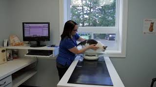 How to Become a Veterinarian  Veterinary Science  Animal Career [upl. by Nanerb]