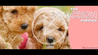 Sweet Toy Poochons CHEVROMISTKENNELS [upl. by Abisia801]