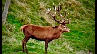 Hunting Red deer with 270 rifle 3 shots 3 kills in 30 secondes in New Zealand part 74 [upl. by Eitak]