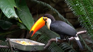 CatTV Take your Cat to the San Diego Zoo  Toco Toucan EATING [upl. by Kahlil]