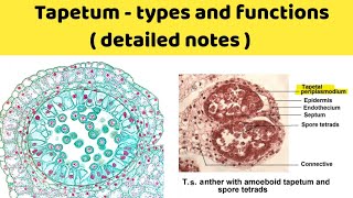 tapetum types and function  amoeboid tapetum and secretory tapetum  ubisch bodies [upl. by Eillime]