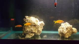 Lyretail anthias in qt [upl. by Fesuoy]