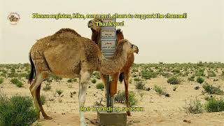 Ultimate Dromedary Camel Facts You Need to Know [upl. by Llesram]