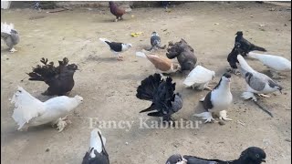 Best quality pigeons 🥰🕊️🥀  Lahori Serazi  Kalmi Lotan  Chinese owl  Lakka viralvideo trending [upl. by Indys]