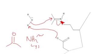 CHEM 407  Carbohydrate Chemistry  Hydrolysis of a Schiff Base [upl. by Gradey470]