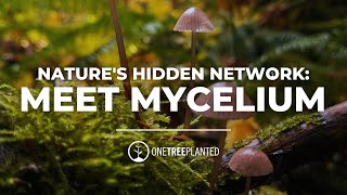 Unlocking Natures Hidden Network Meet Mycelium the Fungi that Connects Trees  One Tree Planted [upl. by Dnomed]