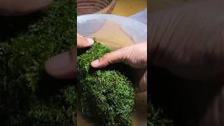 Preparing cleaning and storing Sheet Moss for terrarium builds [upl. by Atiuqihc875]